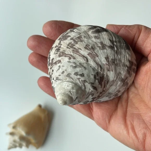 Assorted Seashell Collection - Picture 8 of 8